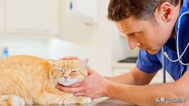 猫咪的肠胃问题不断该如何调理呢,妈咪爱能帮助猫咪调理肠胃吗