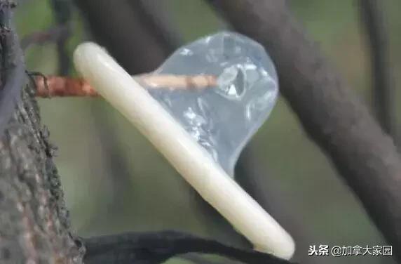 震惊！快回家检查你的套套：加拿大招回杜蕾斯，因为用了会破！