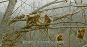 金丝猴妈妈会不会虐待宝宝,野生金丝猴带猴宝宝