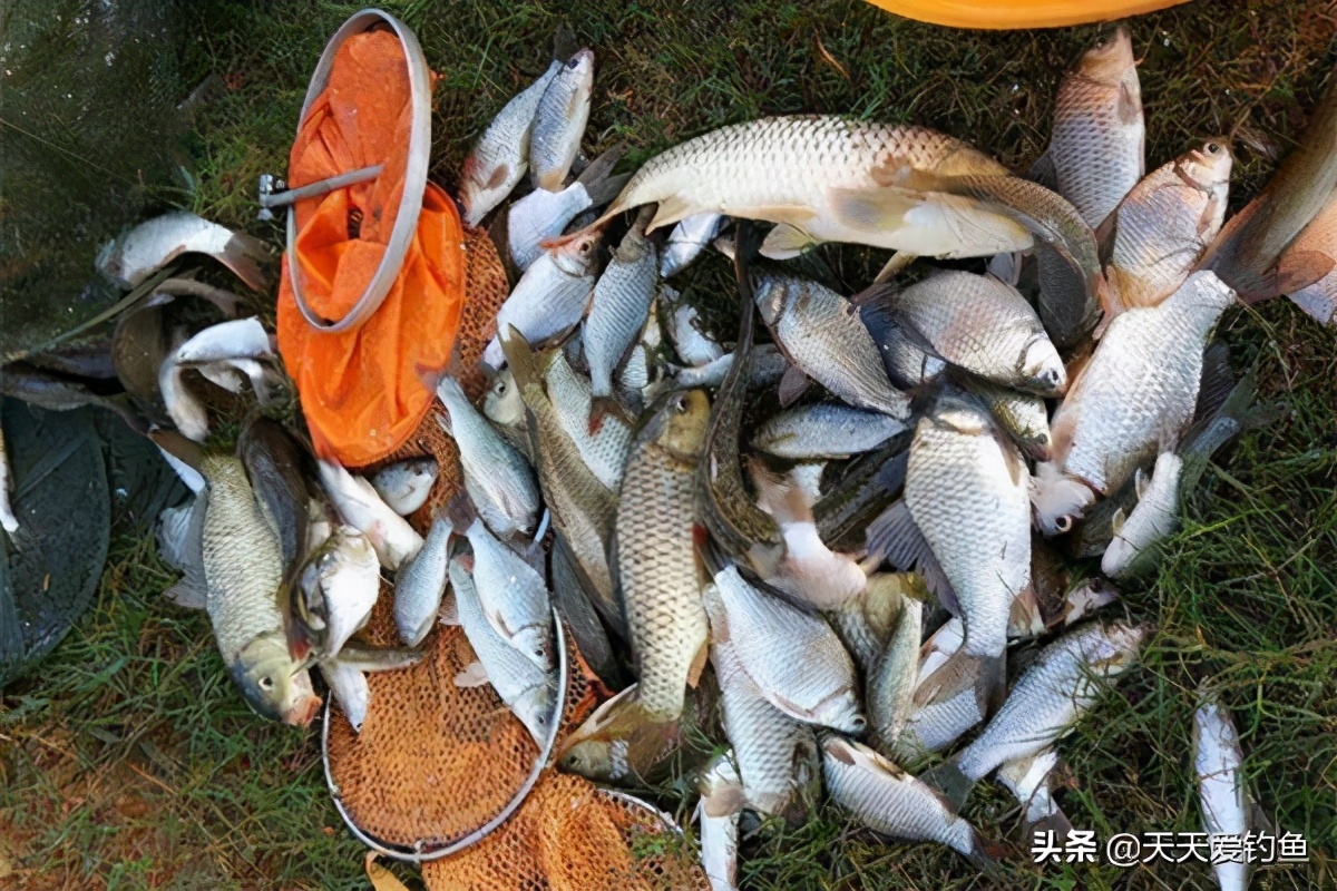 春季钓鱼的六个关键技巧,早春钓鱼把握几个重点爆护不再难
