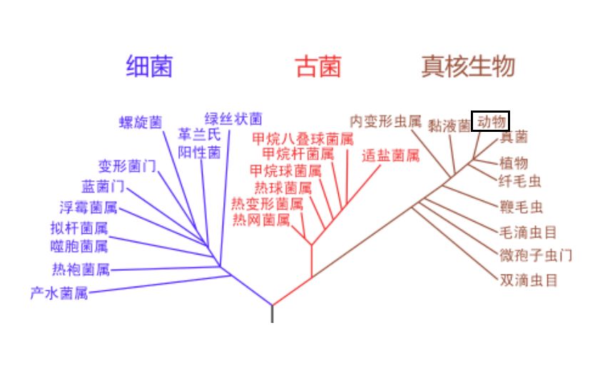 病毒从动物转移到人类身上，会发生什么？|商周专栏