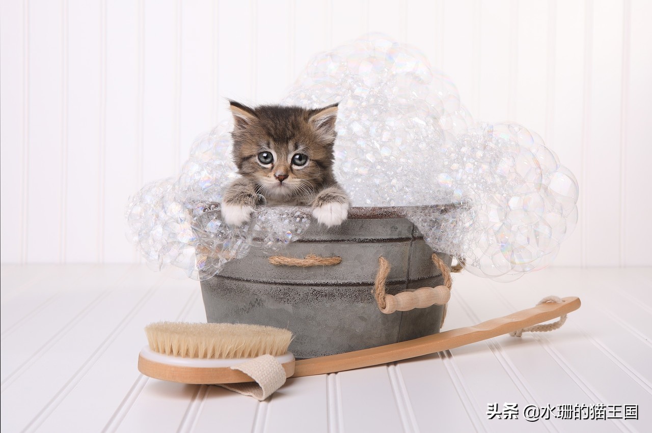 给猫洗澡怎么猫那么臭,给猫洗澡真难