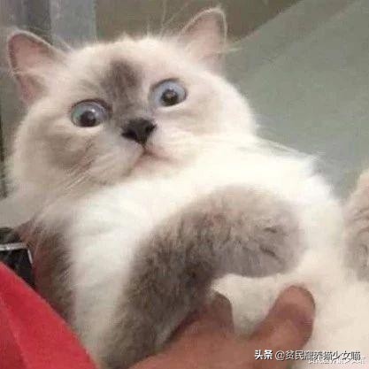 猫咪拉肚子医生给了益生菌,猫咪拉稀喂蒙脱石散需求禁食吗