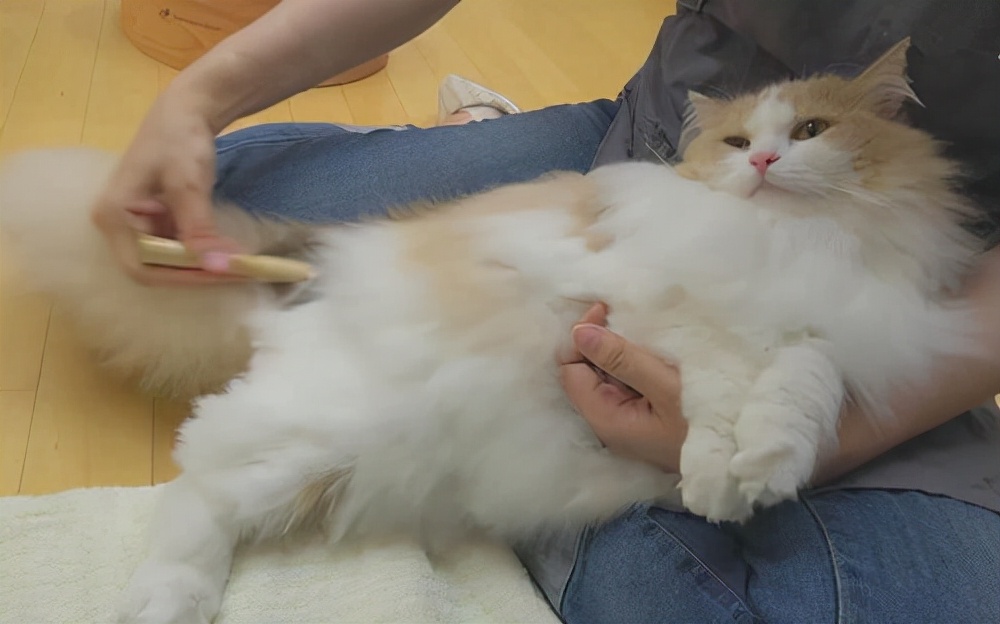 给猫咪剃毛会有哪些危害,一年的猫咪掉毛很严重需求剃毛吗
