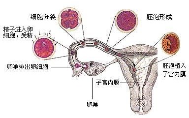 服用孕妇禁用药后发现怀孕了，孩子能不能留，会有什么影响？