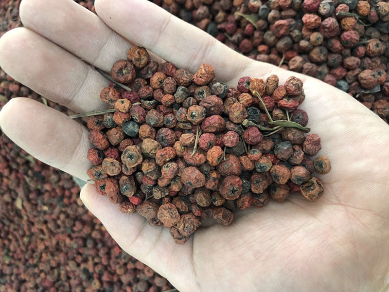 火棘种植方法和时间,火棘种植教程