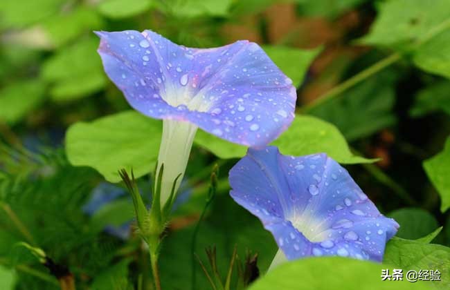 牵牛花种子能种出牵牛花吗,牵牛花种子怎么种