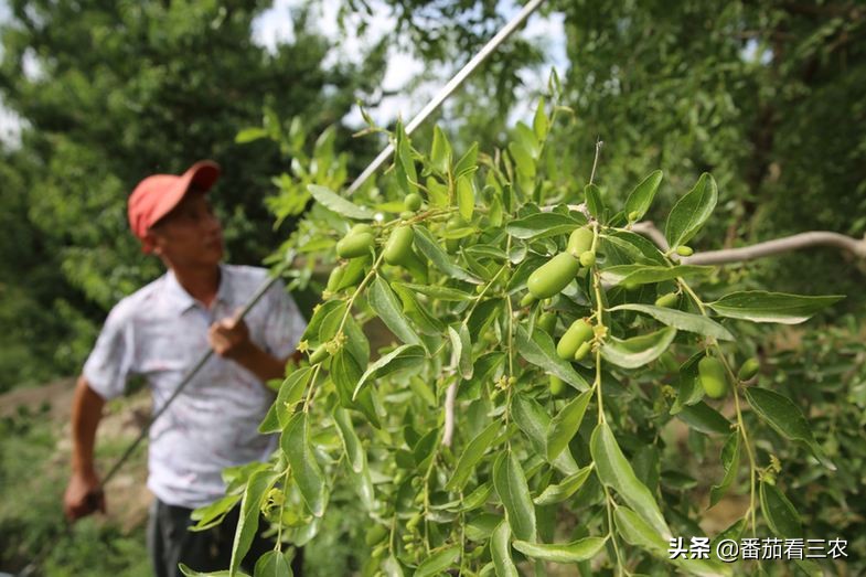 冬枣裂果最佳治疗方案,枣树防裂果方法