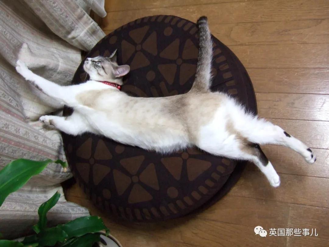 养暹罗等于养好几种猫,重庆暹罗猫变黑了还能白回来吗