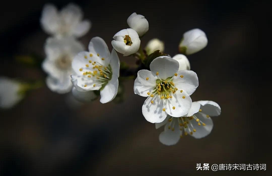 梨花片片雪,梨花片片随风落的下一句