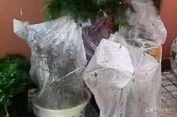 人不在家花草怎么浇水最好,人不在家花浇水小技巧