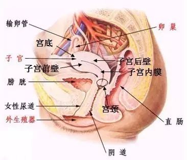 宫颈肿瘤侵犯膀胱直肠左侧输尿管,卵巢肿瘤压迫直肠