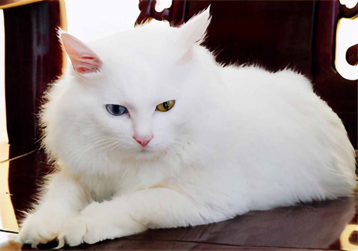 美短虎纹猫和中华田园猫的区分,这些名贵的中华田园猫你都知道吗