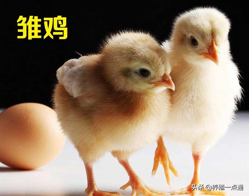 雏鸡养殖怎样才能保证成活率,雏鸡养殖怎么提高产蛋率