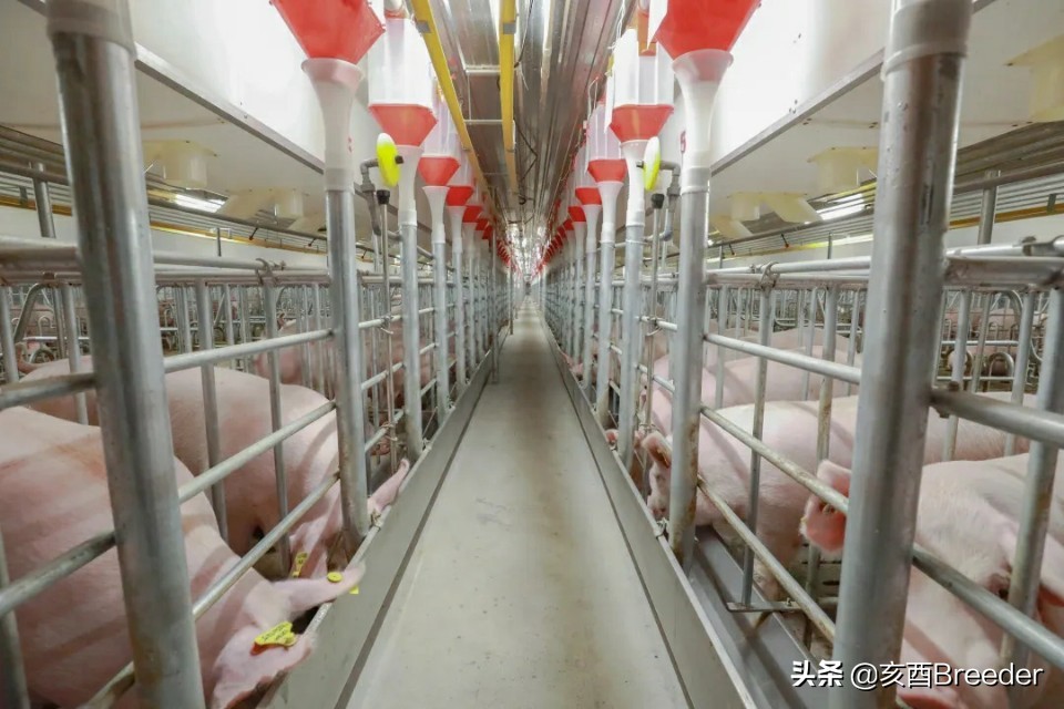 母猪发情鉴定及最佳配种时间判断，养母猪必会发情鉴定和适时配种