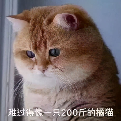 哪些养猫行为让猫痛苦,哪些养猫行为其实让猫承受痛苦