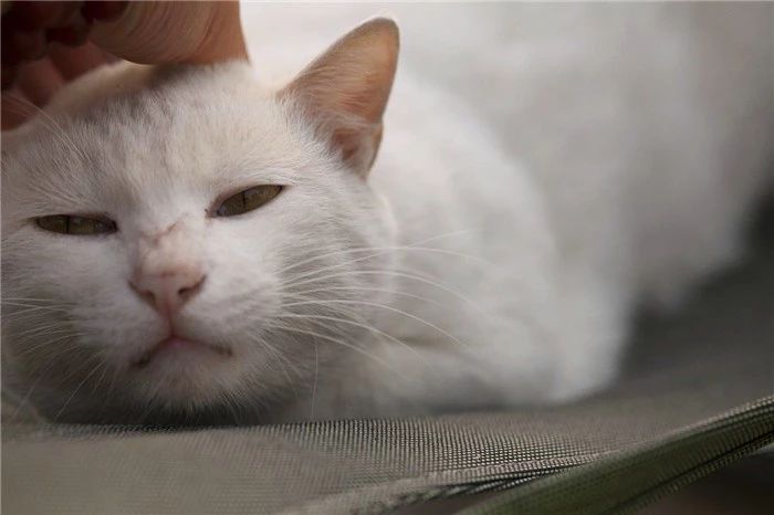 猫咪掉毛是缺什么营养,猫咪掉毛是因为吃得咸吗