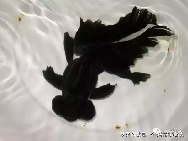 家庭养鱼的知识和技巧,庭院鱼池养鱼需求注意什么