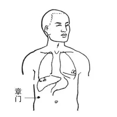 长寿腰带,人体自带长寿腰
