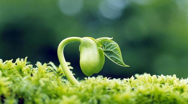 治疗重茬杀菌剂,哪个杀菌剂对黄萎病有效