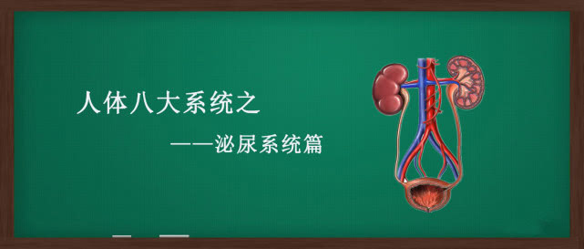 人体八大系统之“泌尿系统疾病的防与治”