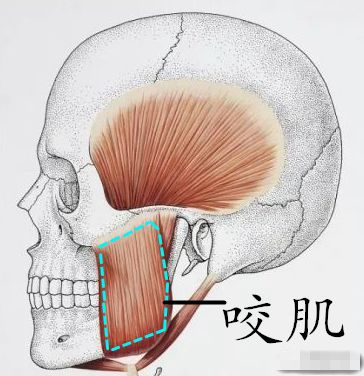 方脸怎么变成鹅蛋脸三种方法,如何判断自己是鹅蛋脸还是方脸