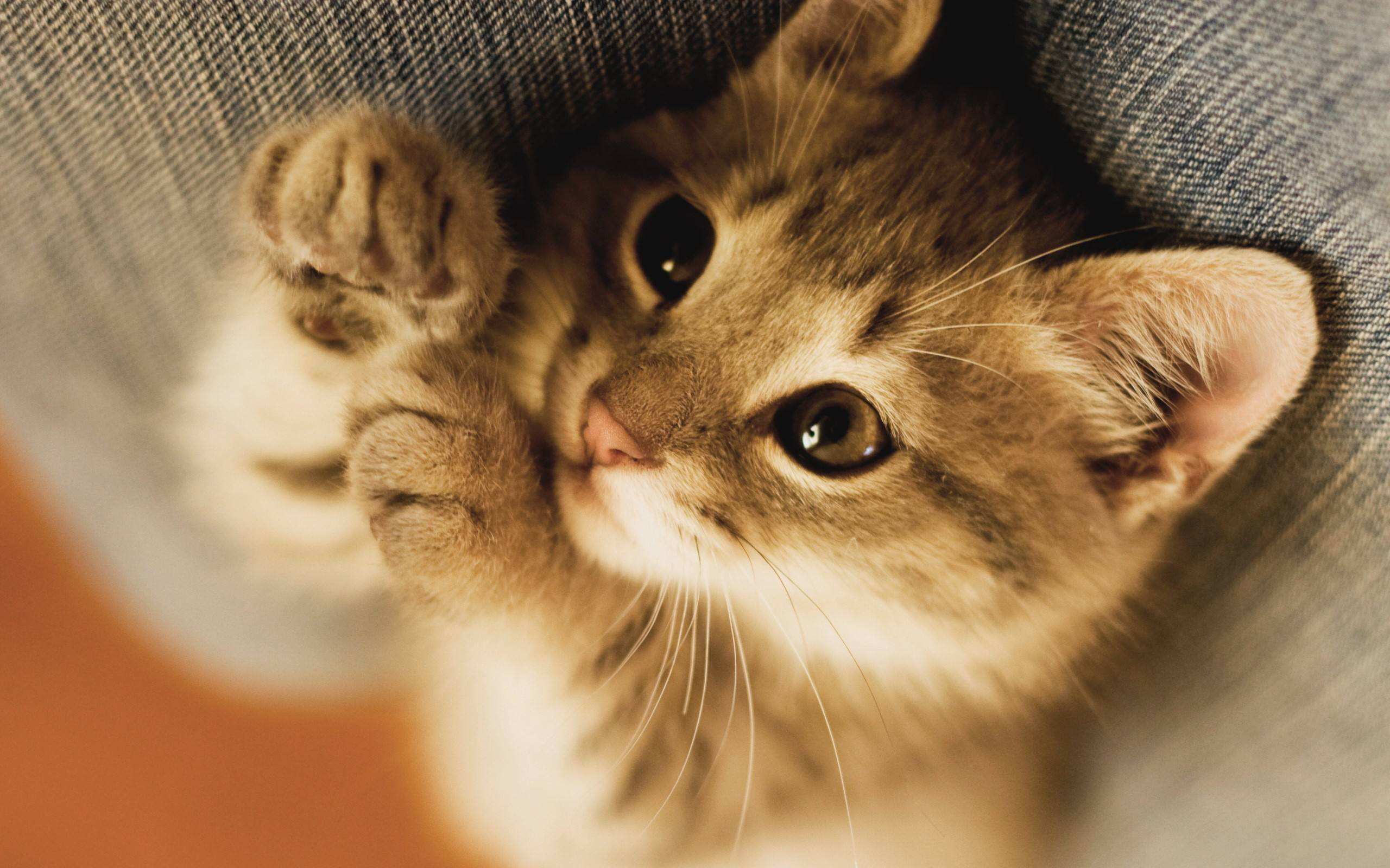 养猫后更喜欢狗,养猫后其实越来越宅了