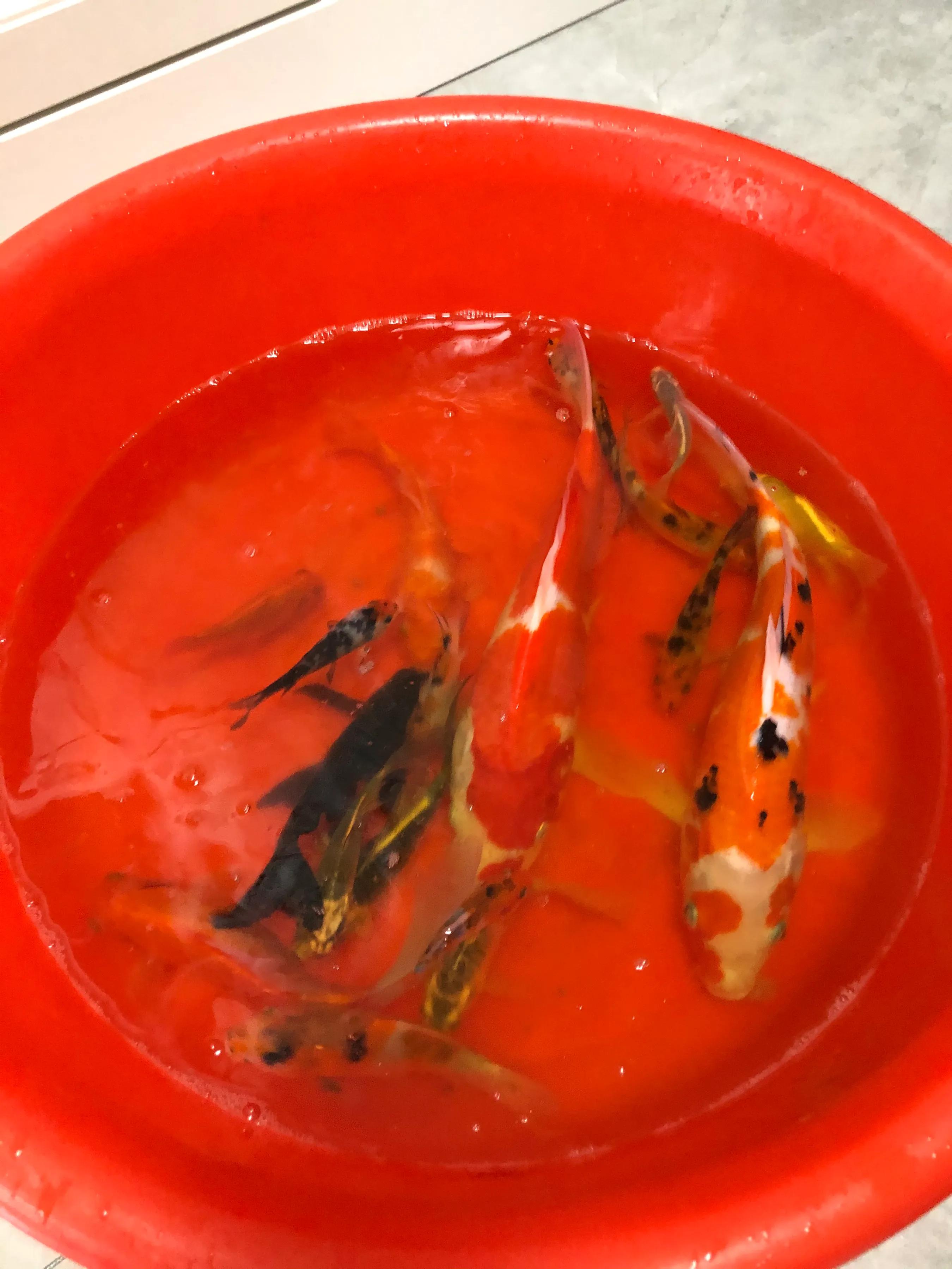 鱼儿烂鳃需求治疗多久,鱼儿烂鳍怎么治