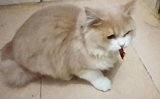 猫咪不出门需求驱虫吗,不出门的猫咪还用驱虫吗