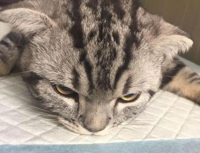 怎样预防猫癣传染给狗狗,有什么办法可以预防猫癣