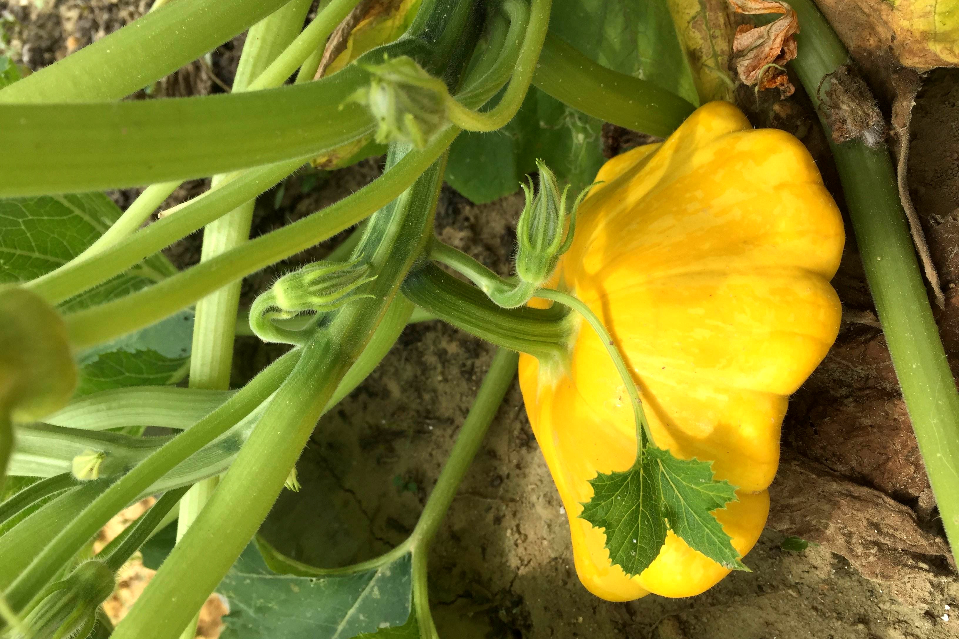 葫芦科蔬菜特点图,葫芦类蔬菜有哪些