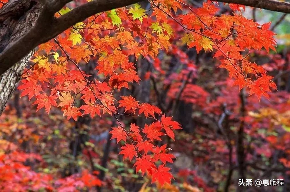 成都红枫打卡地,川西红枫岭团购