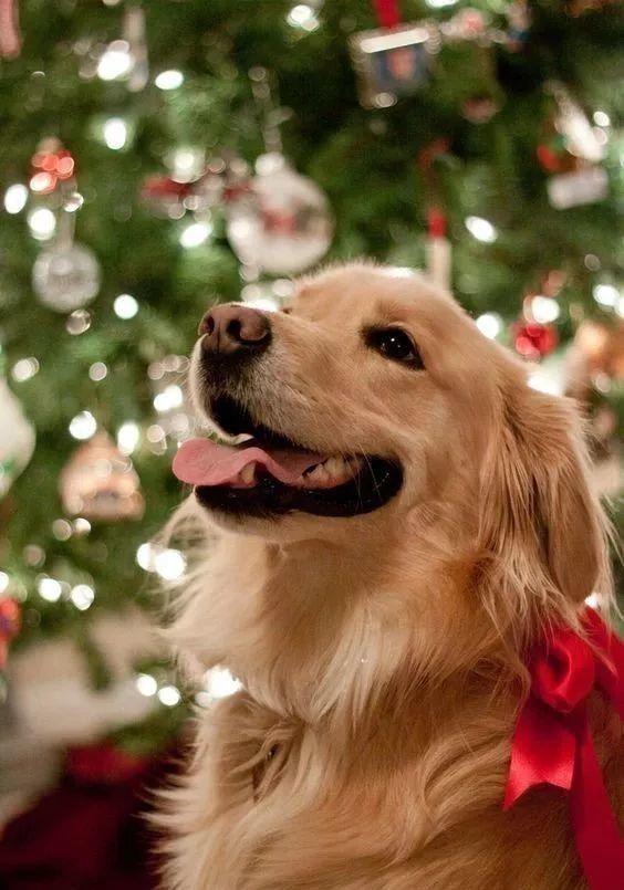 养金毛犬的6大益处,养金毛犬的注意哪些细节