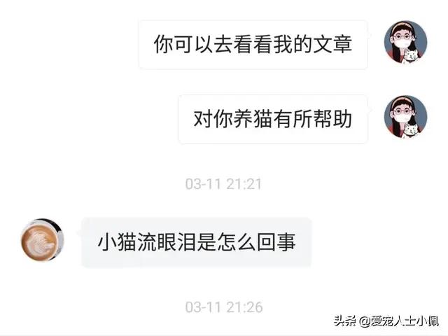 猫咪能感受其他猫咪生病了吗,猫咪总流眼泪是什么原因呢