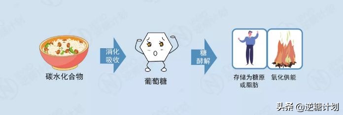 糖类和血脂的区分,糖类吃多了会引起血脂粘稠吗