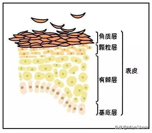 肌底液和精华液的区分有什么,肌底液和精华液的区分在哪