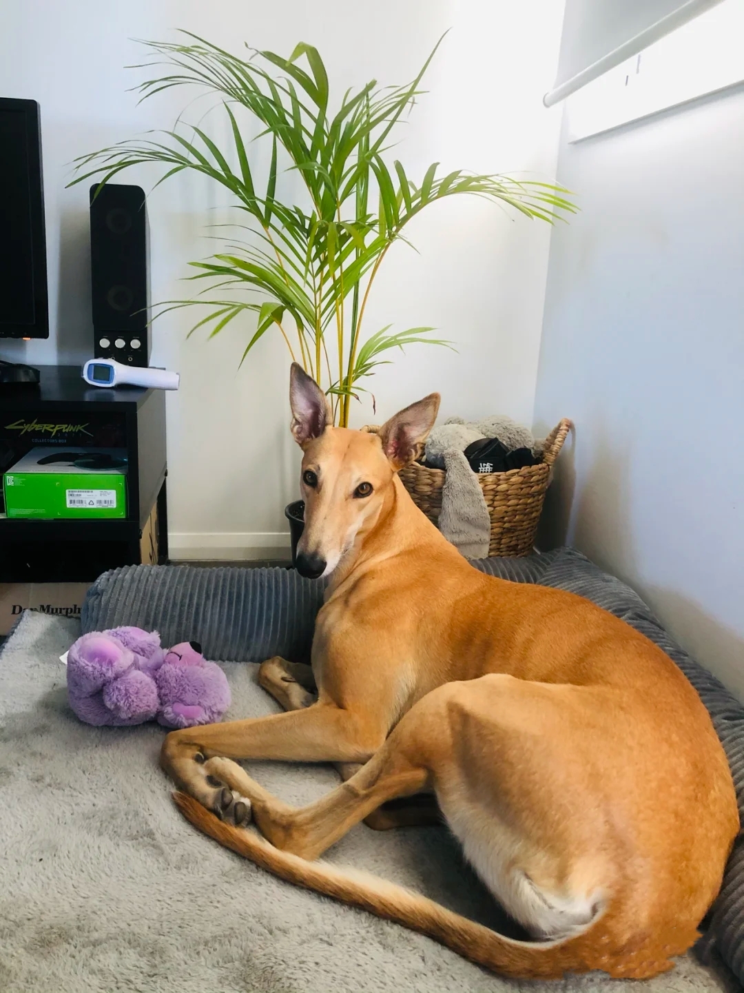 灵缇犬纯种有什么特征,灵缇高级猎犬需求会什么技能