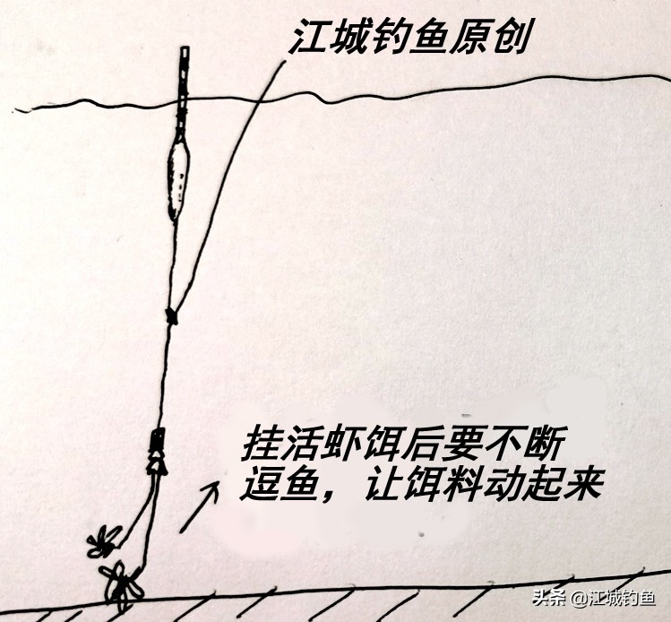 它奇怪的弓背，常被误解为变异，解读手感十足的野生鱼：似刺鳊鮈