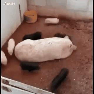 吐舌头的猫是有病吗,吐舌头的喵星人