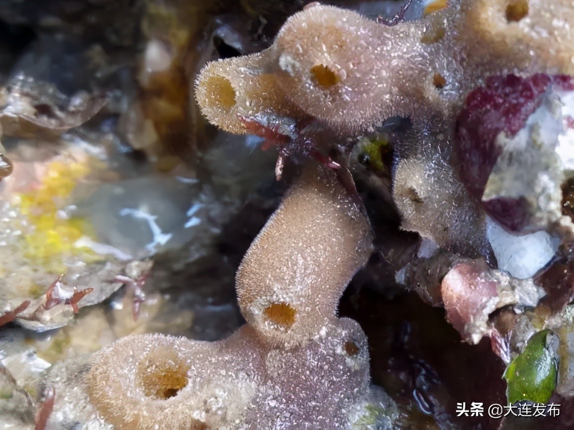 大连的海会冻冰吗,大连真实的海