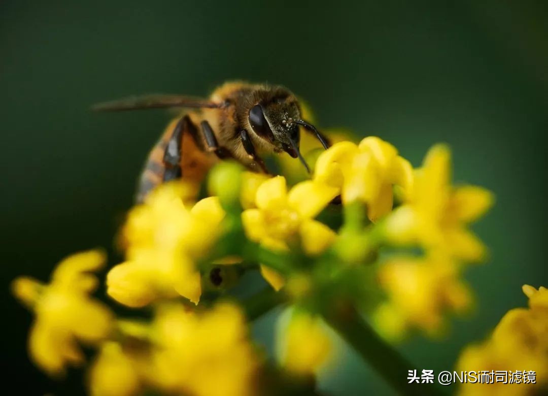 南非NiSi官方大使近摄镜使用心得