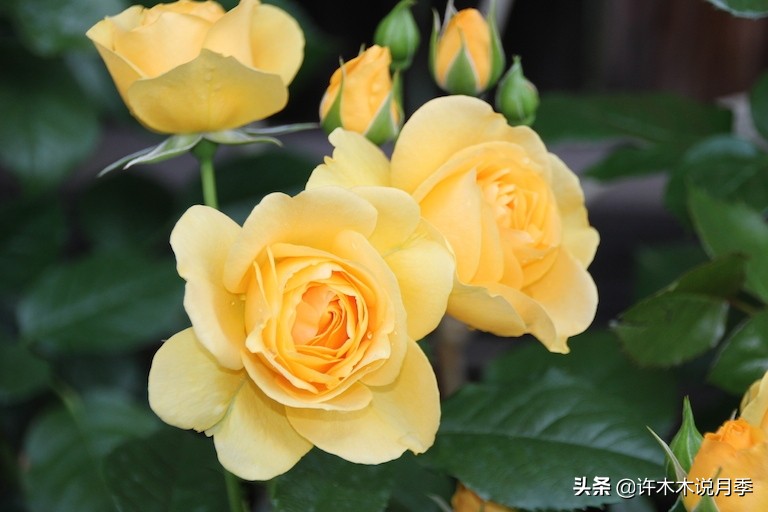 月季常见叶子问题,月季都有什么病怎么治