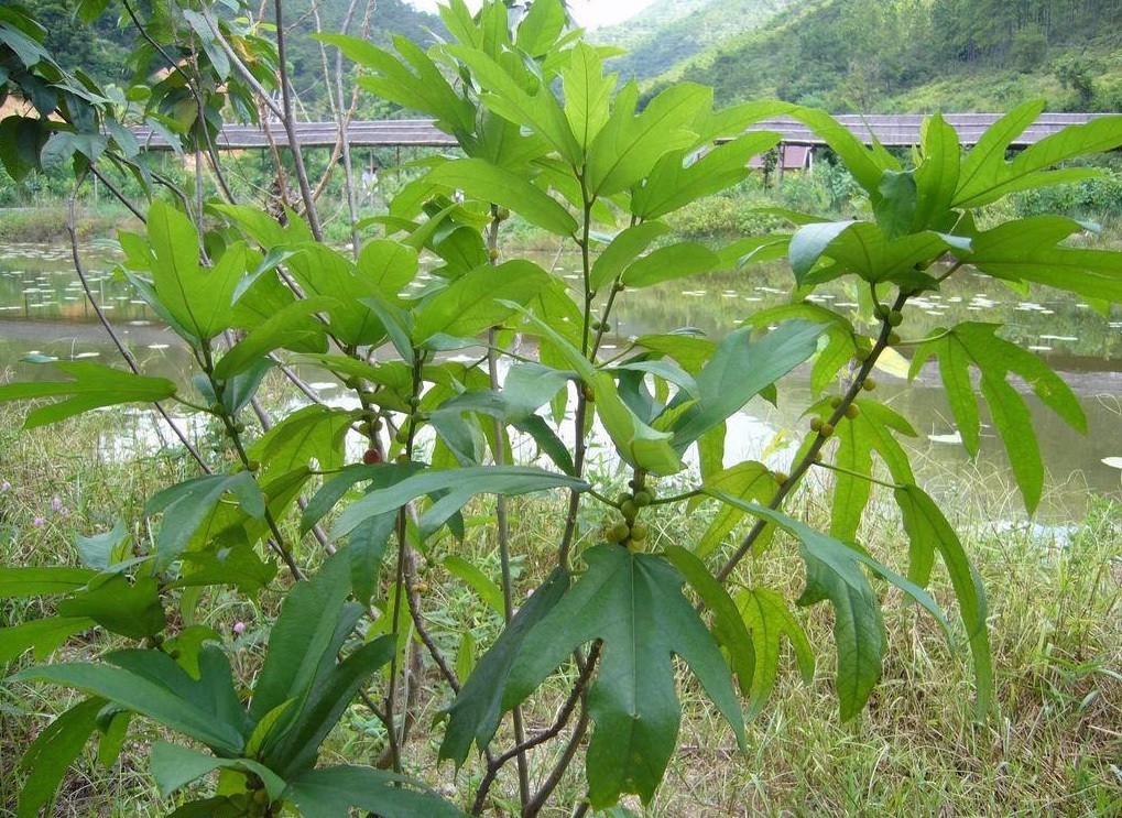 广东有马蜂酒吗,广东人的药酒酒量