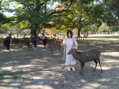 日本关西旅游14天,关西14天旅行攻略