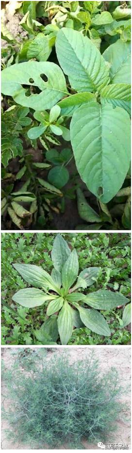 东北林区野菜野果,牧区的一种野菜