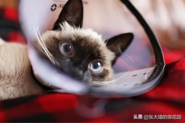 给猫咪绝育有多残忍,给猫咪绝育犯法吗