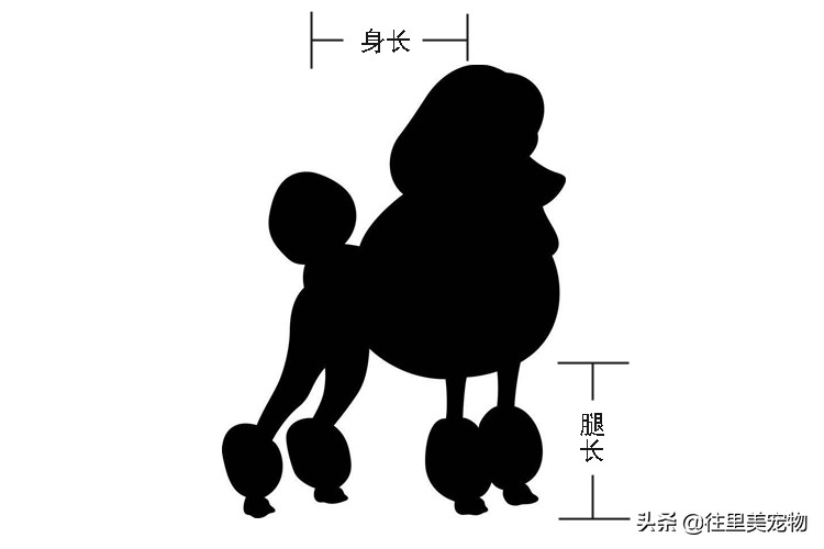 怎么分辨泰迪贵宾犬纯不纯,泰迪和贵宾犬有什么区分呢