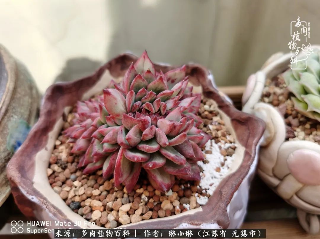 多肉变美是需求时间的,千万别辜负了多肉变美的黄金季节