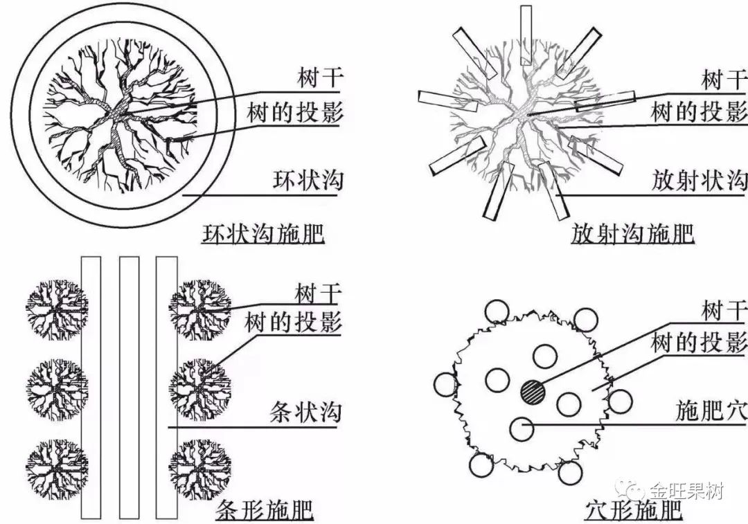 水是肥的腿，快赶末班车给苹果施肥