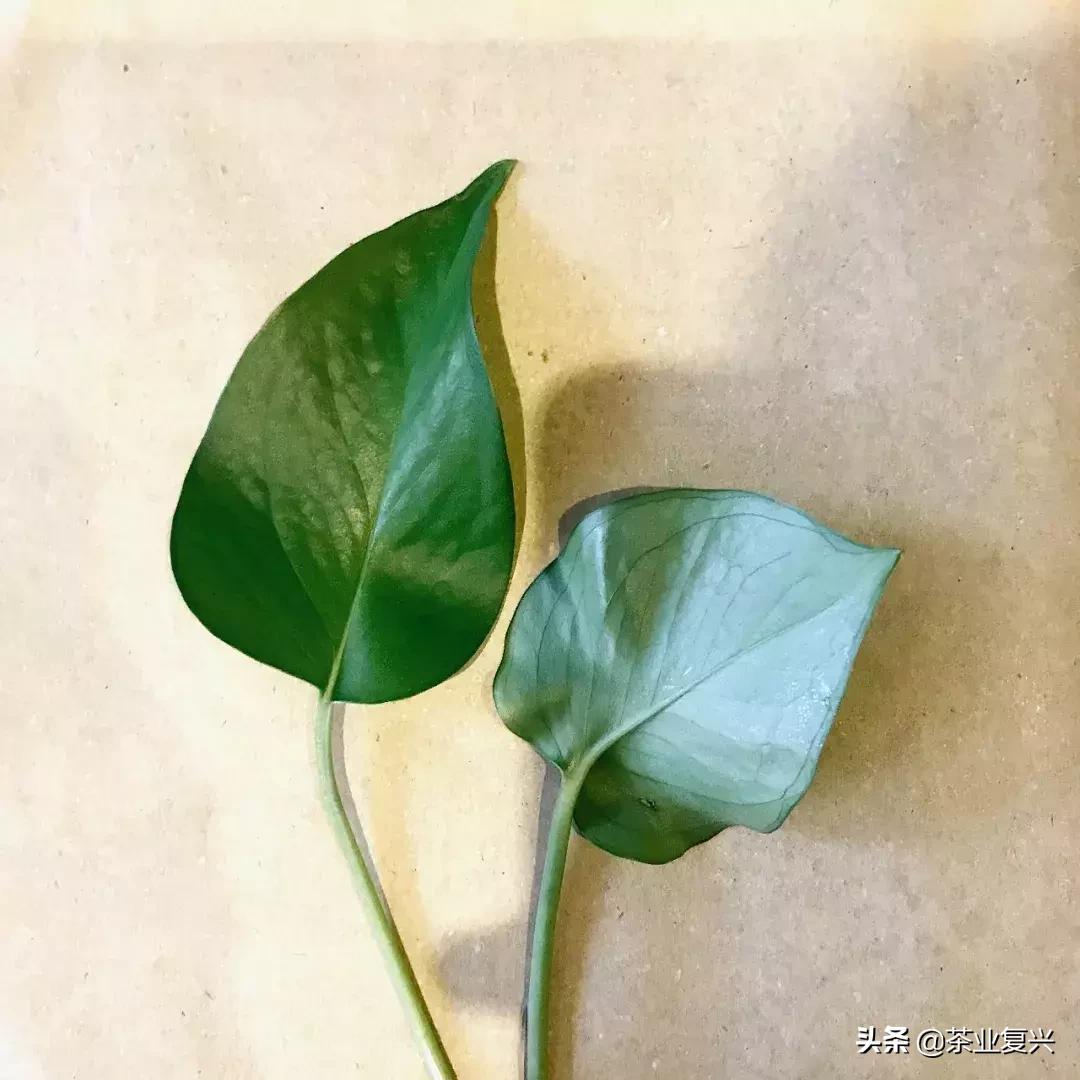 野生植物学家的标本制作指南